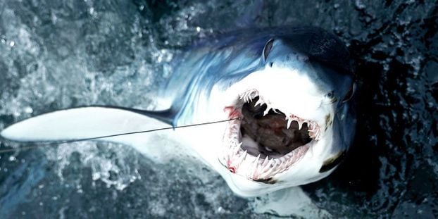 Les requins ne méritent pas la mort !