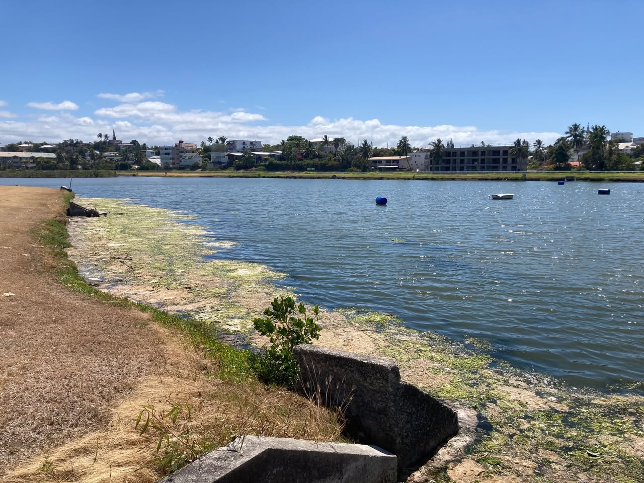 Nouveau bloom algal dans le lac de l’hippodrome de Nouméa