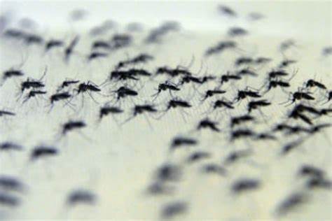 EPLP et le World Mosquito Program