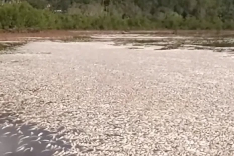 Poissons morts à Yaté, on entend dire n'importe quoi !