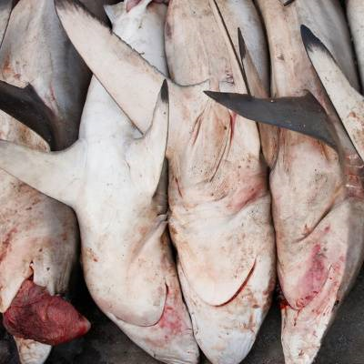 Reprise des abattages aveugles de requins, quand deux élues décident d’ignorer jusqu’à la justice !