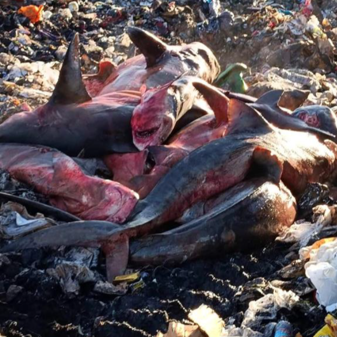 Référé reprise des abattages de requins, c’est non-lieu à statuer mais les institutions sont désavouées et la responsabilité personnelle des élues sera recherchée…