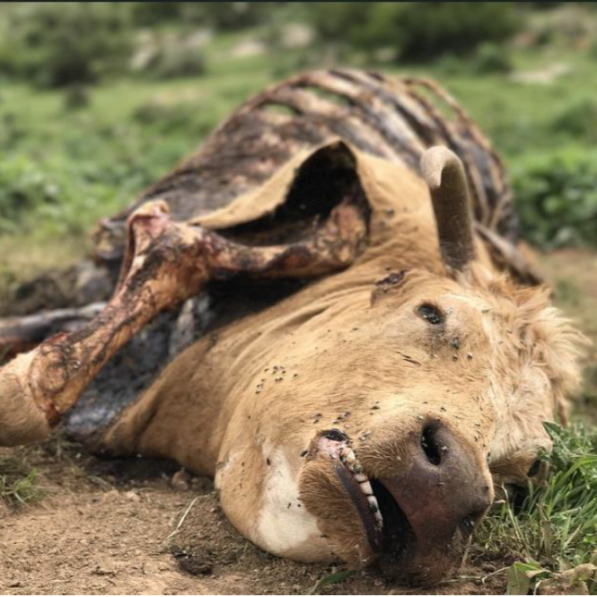 Bien-être des animaux de rente, une autre grosse pierre dans le jardin de la DAVAR…